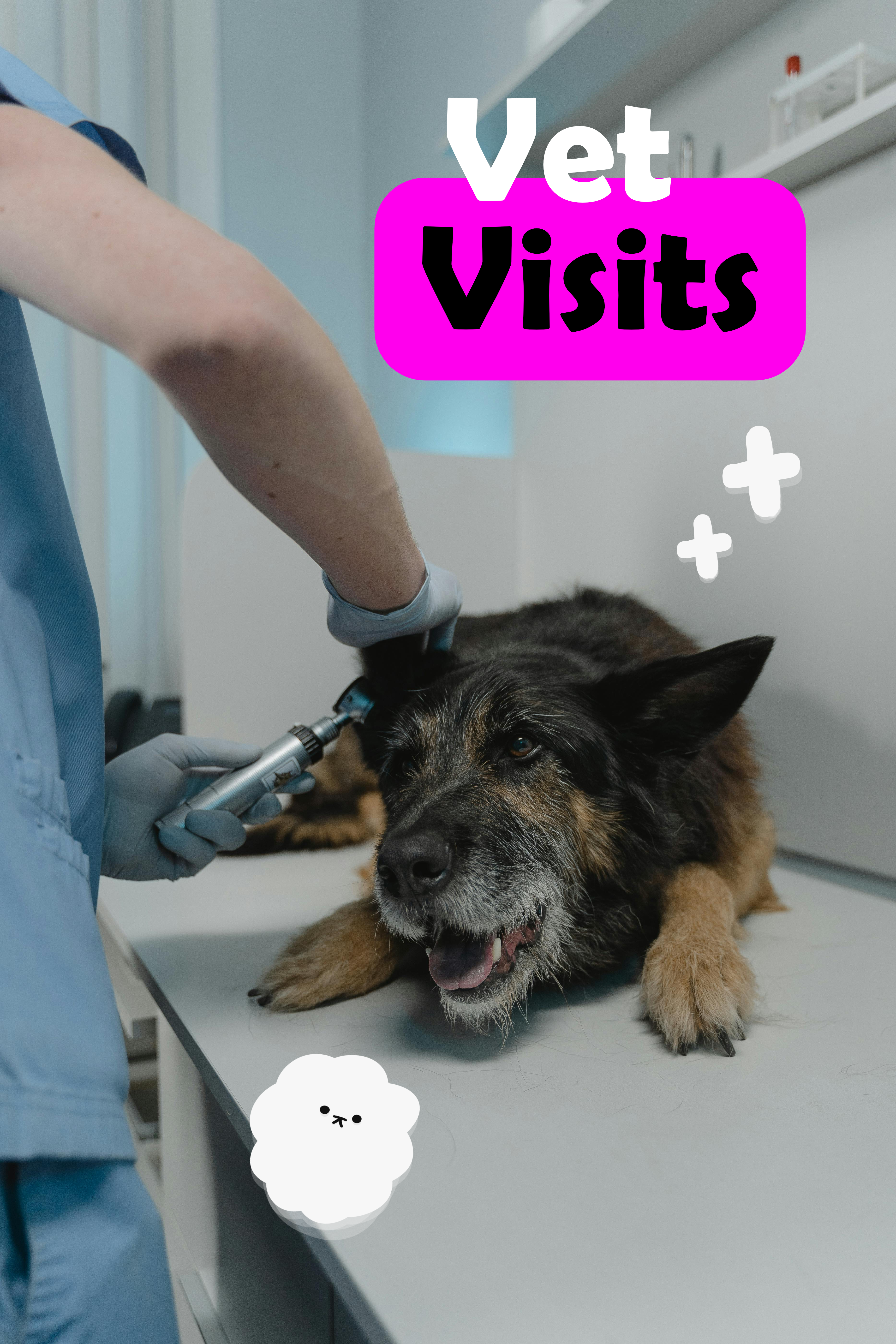 Vet Visit